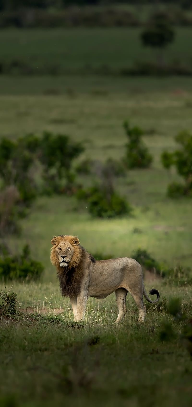 Cats, Lion, Animal, Serengeti, HD phone wallpaper