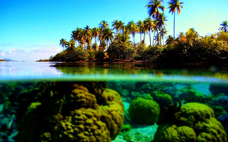 TROPICAL BEAUTY, underwater, stones, marine, ocean, coral, palms, HD wallpaper