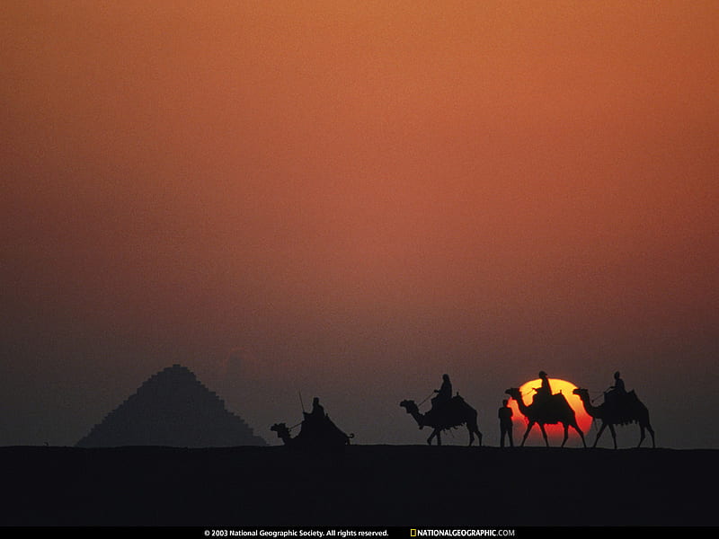 camel desert sunset wallpaper