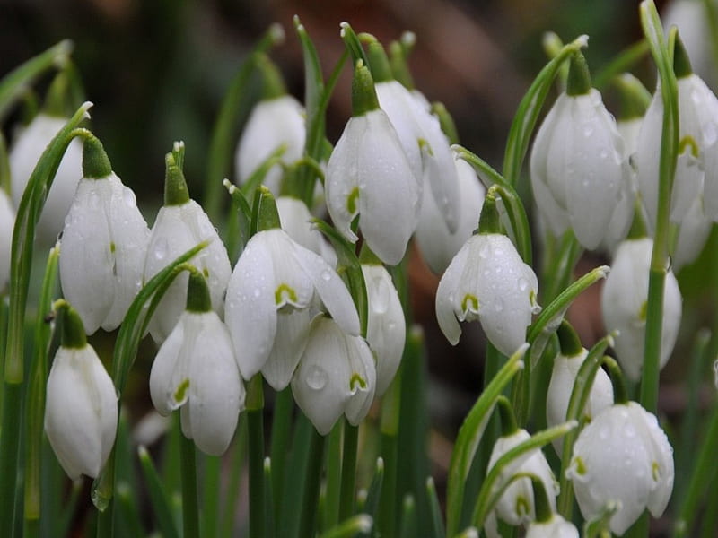 Snowdrops, Snowdrop, Flowers, Flower, HD wallpaper | Peakpx