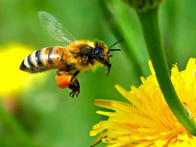 yeast honey bee, bee, honey, yeast, HD wallpaper