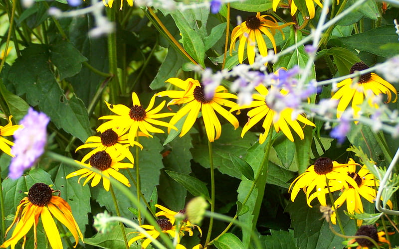 flower explosion, grass, flower, coreopsis, yellow, garden, bonito, lavender, HD wallpaper