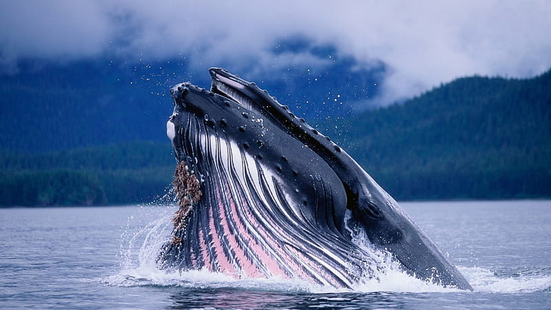 magnificent blue whale, whale, mountains, breaching, clouds, bay, HD wallpaper