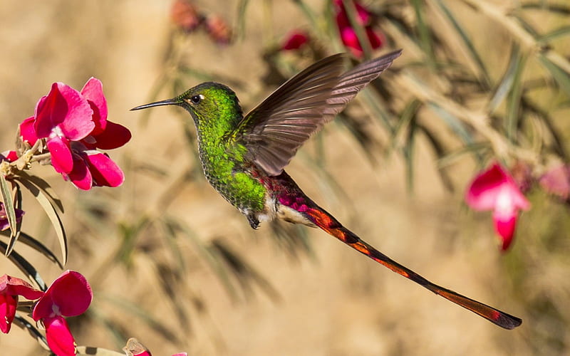 Humming-bird, bird, green, feather, tail, flower, pink, HD wallpaper ...