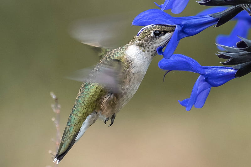 Ruby Throated Hummingbird, flower, hummingbird, nature, bird, HD wallpaper
