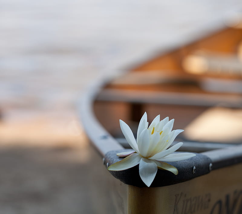 Flower on a canoe, algonquin, canada, HD wallpaper