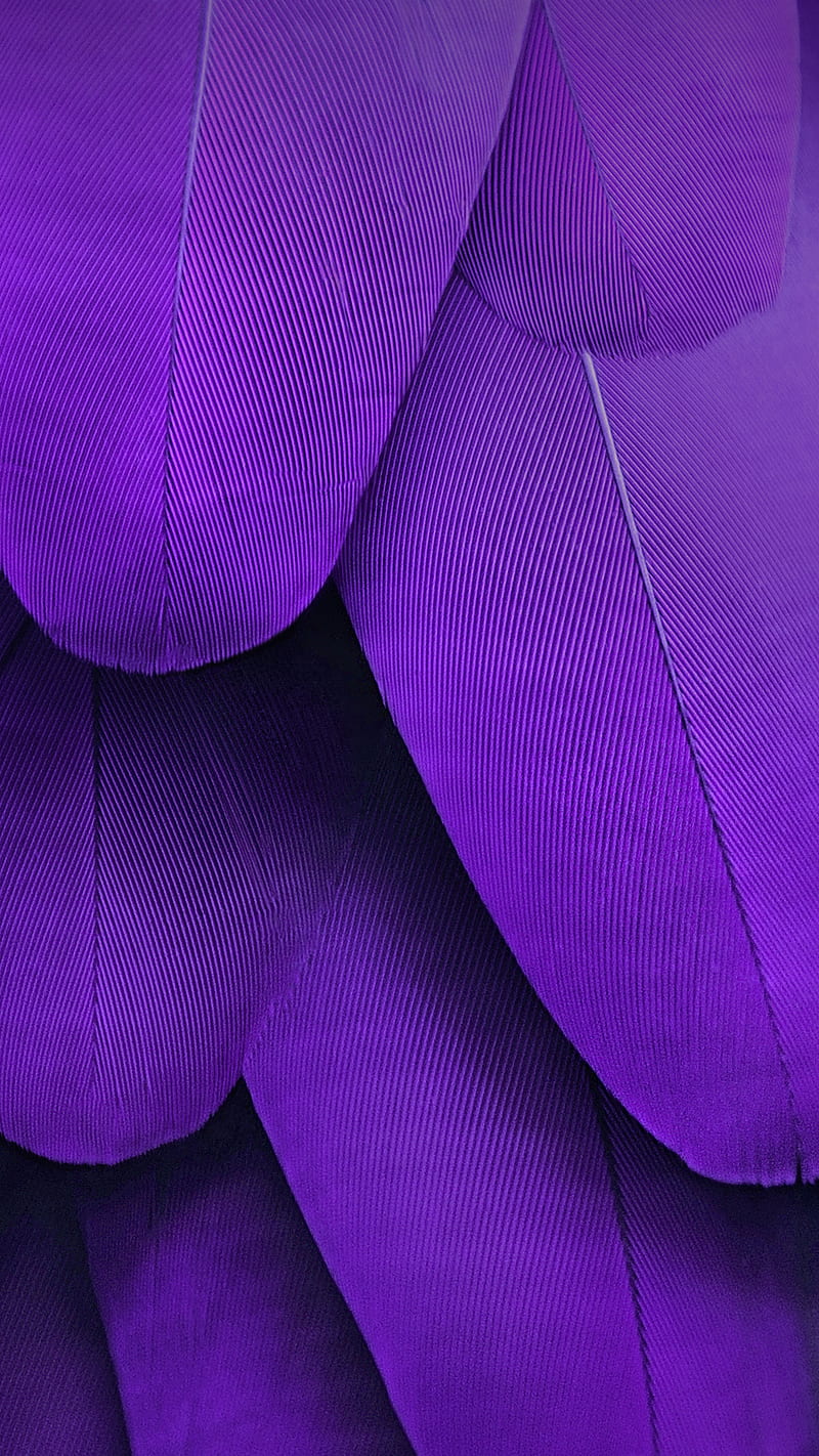 Feathers, beauty, nubia z11 max, purple, stock, HD phone wallpaper