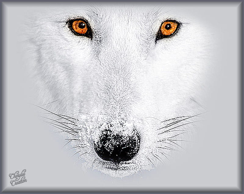 Eyes Of A Wolf, endangered, white wolf, wolf, white, eyes, wolves, HD wallpaper