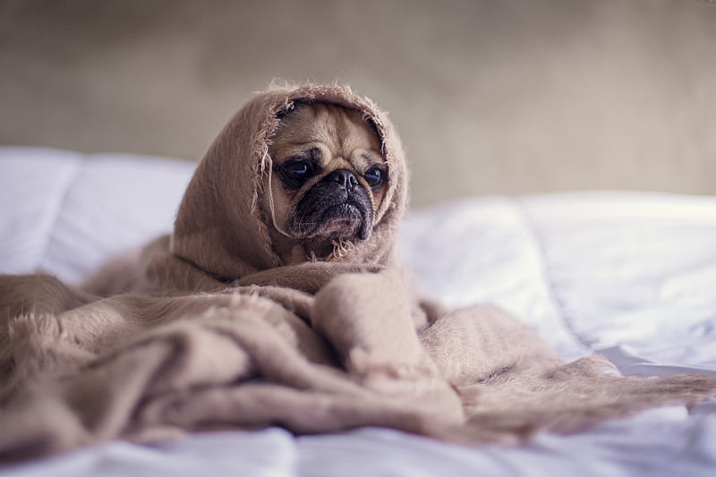 pug covered with blanket on bedspread, HD wallpaper
