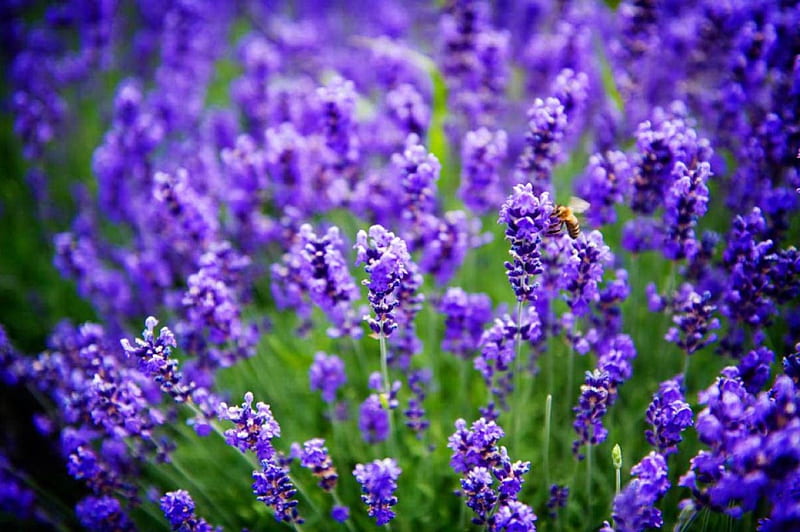 Lavender field, pretty, grass, lavender, fragrance, beautful, nice, fiels, blue, lovely, fresh, scent, spring, freshness, bee, purple, summer, nature, meadow, HD wallpaper
