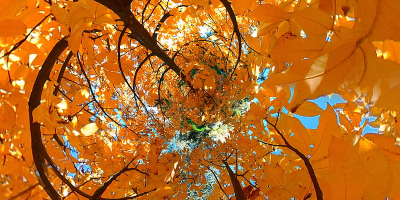 tree, leaves, funnel, illusion, autumn, HD wallpaper