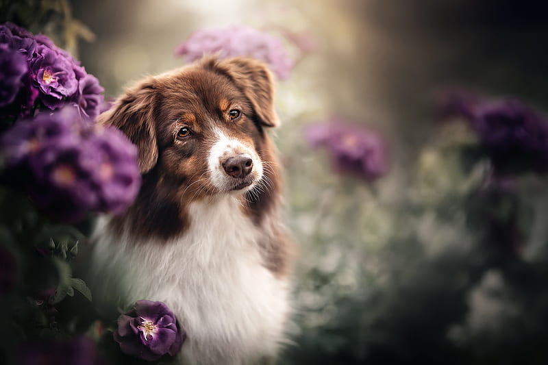 Dogs, Australian Shepherd, Flower, Dog, Pet, Depth Of Field, HD wallpaper