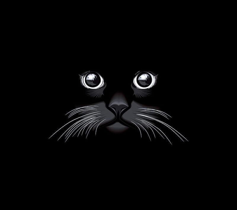 Black Cat Wallpaper 4K Black background Hat Animals 6597