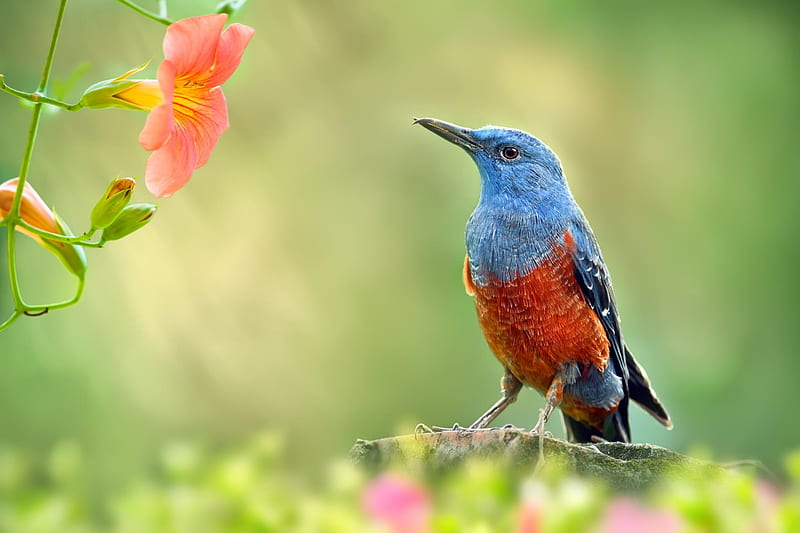 Pájaro, azul, rojo, verde, flor, pasari, Fondo de pantalla HD | Peakpx