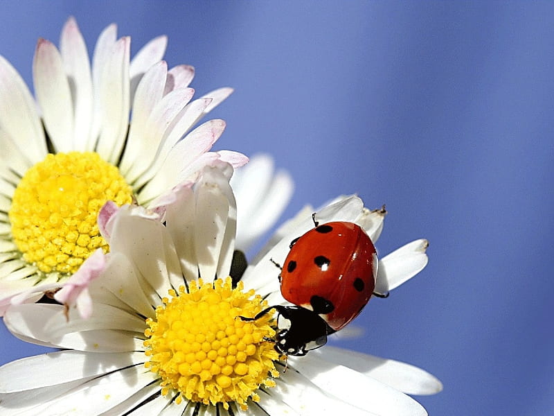 Daisy with a labybug, ladybug, margarita, flower, nature, animal, HD wallpaper