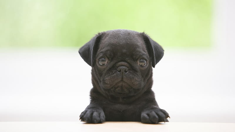 little stinker, cute, graphy, black, adorable, pug, puppy, dog, animal, HD wallpaper