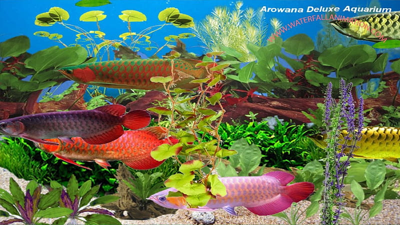 Arowana Deluxe Aquarium, arowana, corals, fish, ocean, pets, beach, golden arowana, tropical, natures, HD wallpaper