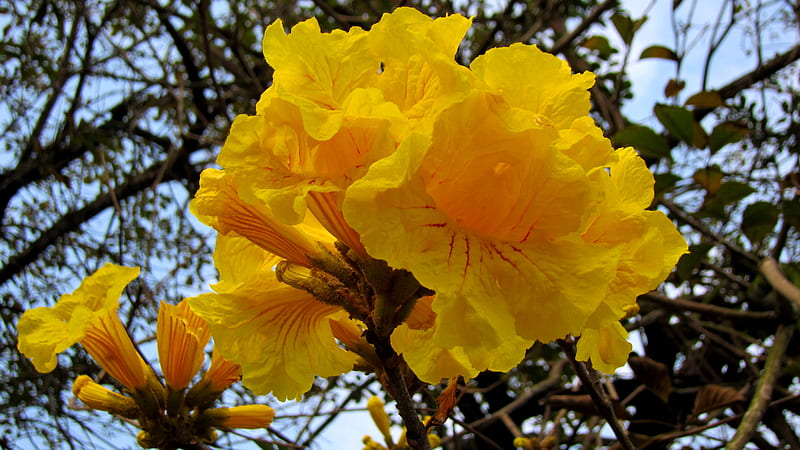 Tabebuia chrysantha, bright, yellow, flower wrinkling, wind bell shape, HD wallpaper