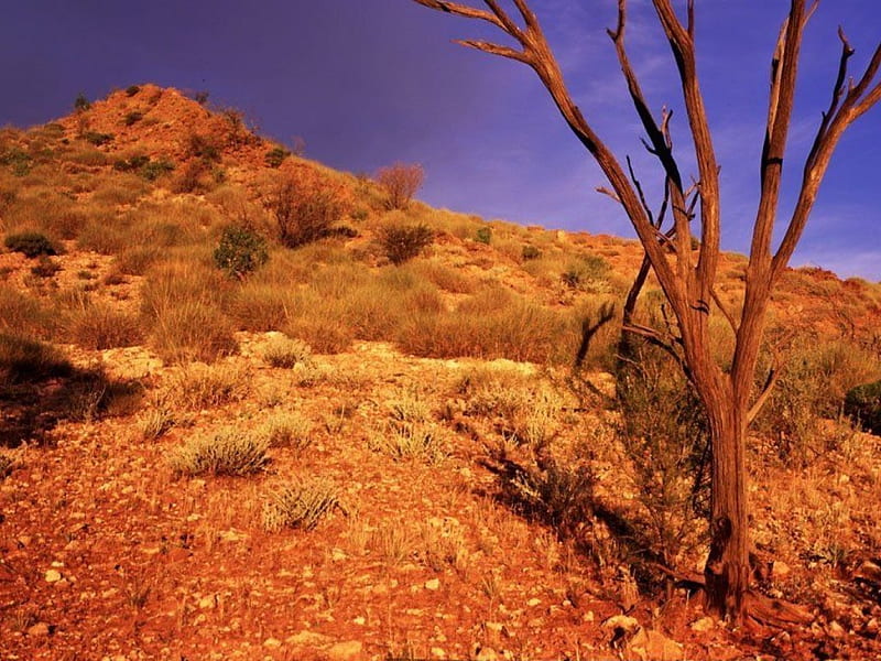 Dry Outback, desert, blue sky, dead tree, dry ground, HD wallpaper