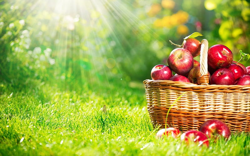 Fruit basket, Fruits, Garden, Basket, Grass, HD wallpaper