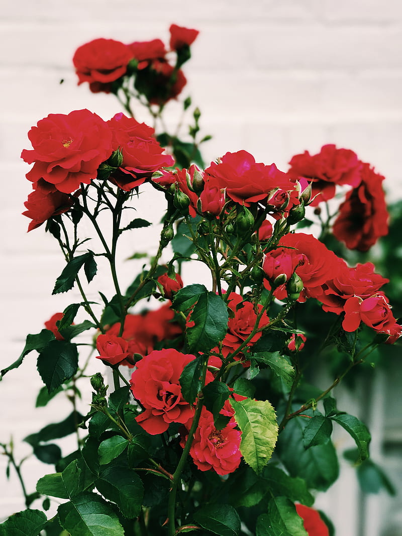 rose, flowers, plants, red flowers, HD phone wallpaper
