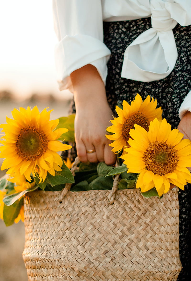 girl, bag, sunflowers, hands, flowers, HD phone wallpaper