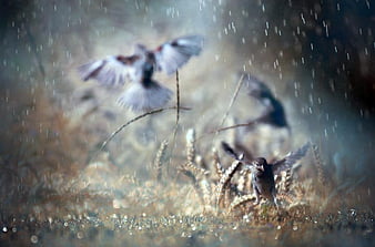 Dancing in rain, birds, bonito, rain, scene, HD wallpaper | Peakpx Dancing in rain, birds, bonito, rain, scene, HD wallpaper | Peakpx