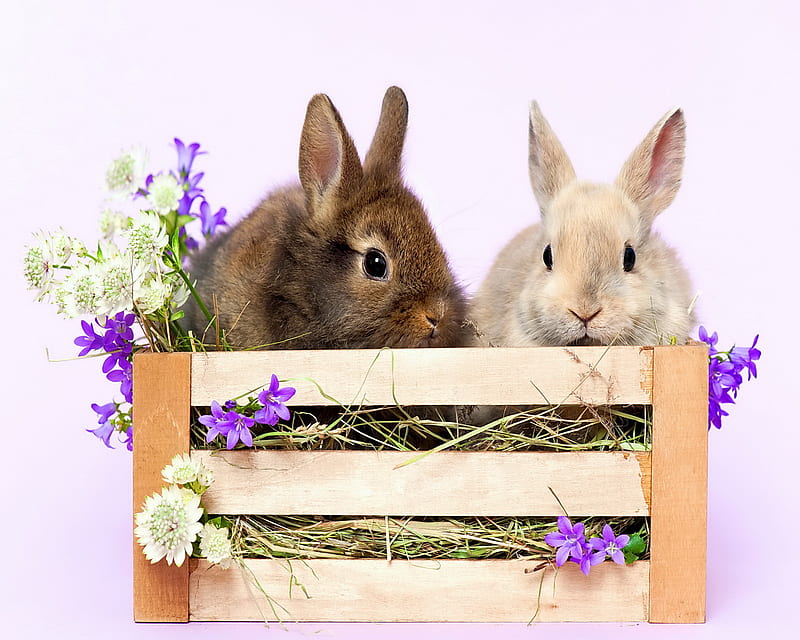 Spring Bunnies, flowers, HD wallpaper