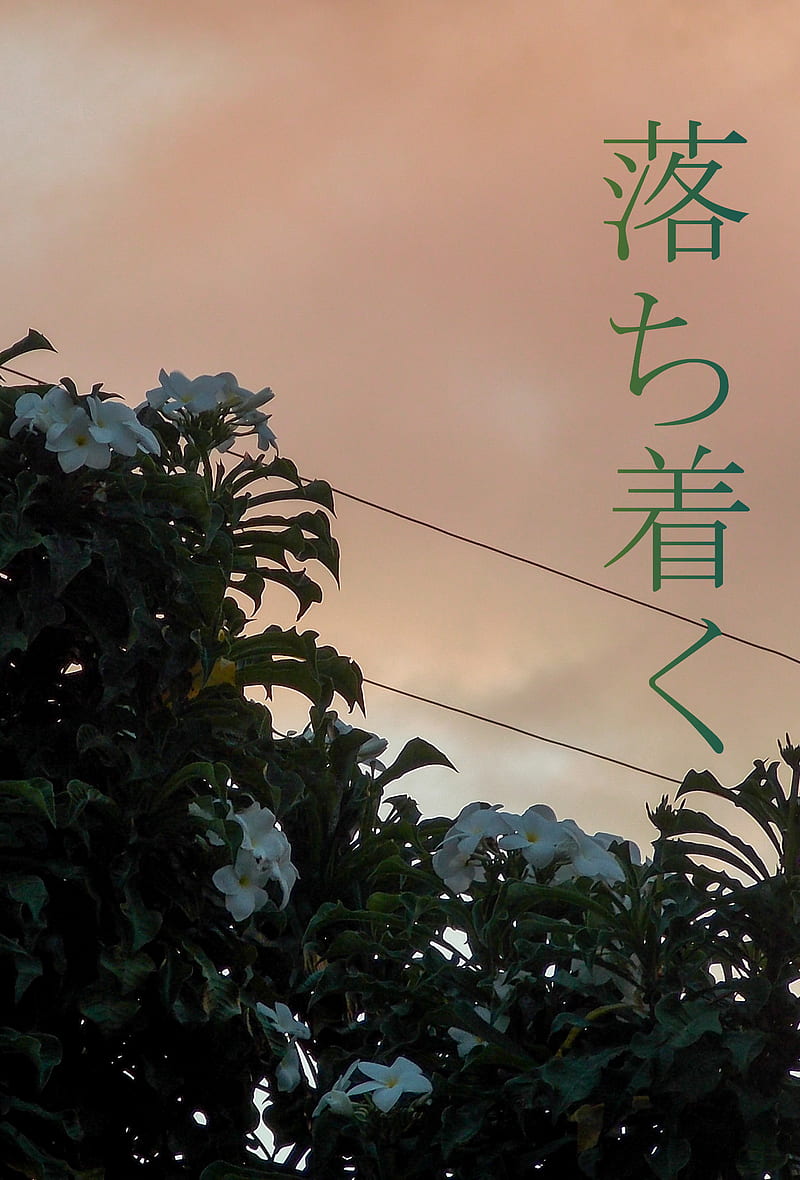 sunset and flowers, calm, chill, flower, goldenhour, japanese, kanji, lo-fi, lofi, sad, sunset, HD phone wallpaper