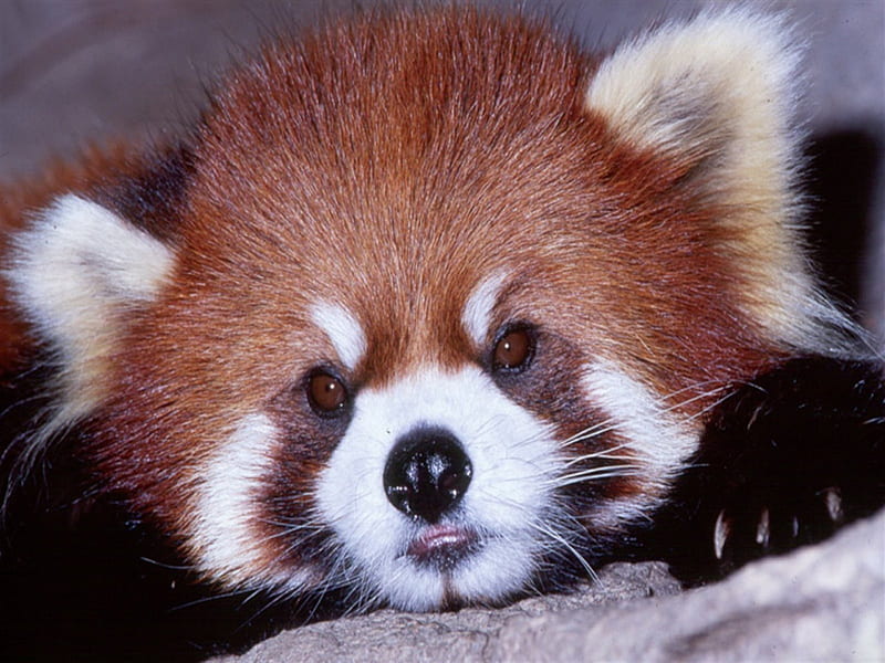 Red Panda, arboreal, red-cat-panda, endangered species, China, nocturnal, animals, Himalayas, red-panda, HD wallpaper