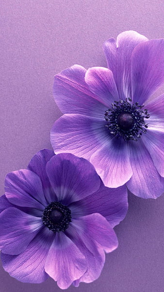 Premium AI Image  Purple flowers wallpapers for iphone and android these  beautiful purple flowers wallpapers will make you smile purple flowers  wallpaper flower wallpaper flower wallpaper flower wallpaper
