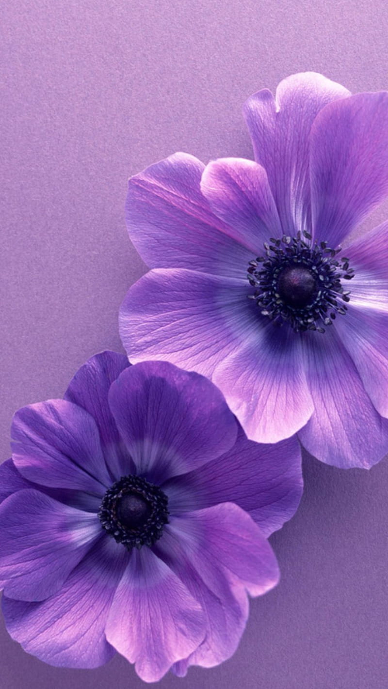 Purple flowers, flower, flower, flowers, purple, purple flower, spring, HD phone wallpaper