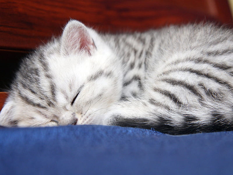 Sweet sleepyhead, feline, sleep, cat, kitten, bed, animal, HD wallpaper