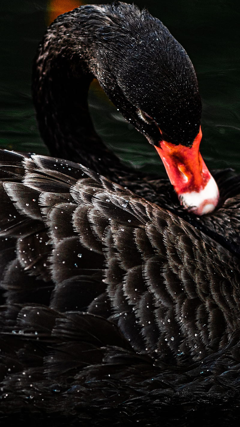 Black Swan, Black, aqua, bonito, , birds, blue, clear, corals,  crystal, HD phone wallpaper | Peakpx