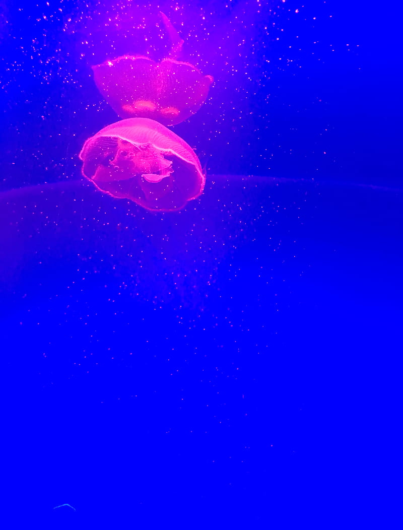 jellyfish, tentacle, pink, particles, blue, HD phone wallpaper
