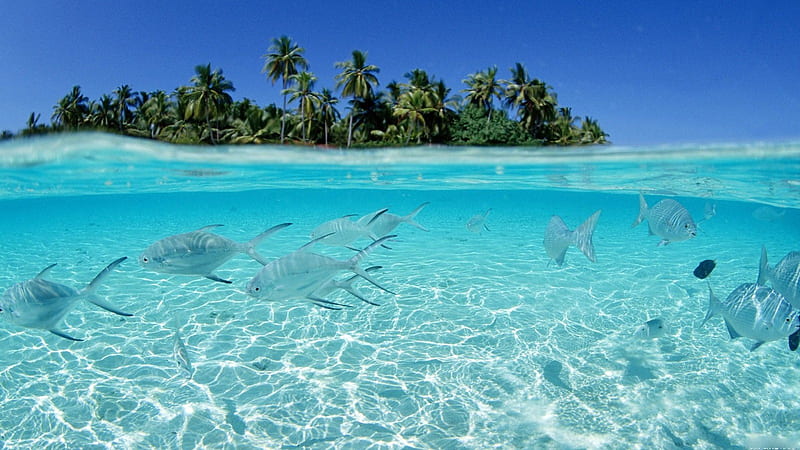 Sealife, underwater, holiday, fish, ocean, summer, island, sea, HD wallpaper