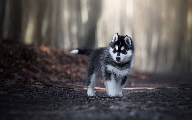 Husky, puppies, little cute husky, gray puppy, Siberian Socks, forest, cute animals, puppy with blue eyes, HD wallpaper