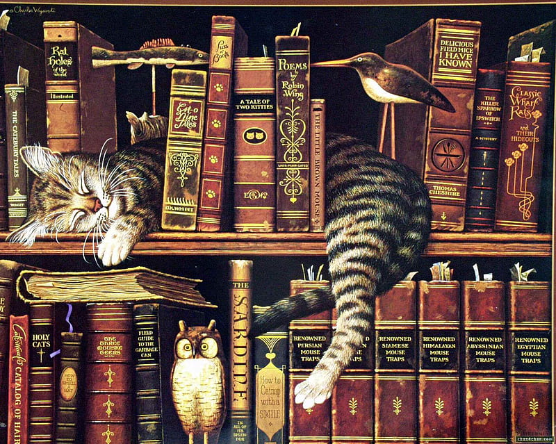 librarian, library, painting, tired, cat, sleeping, HD wallpaper