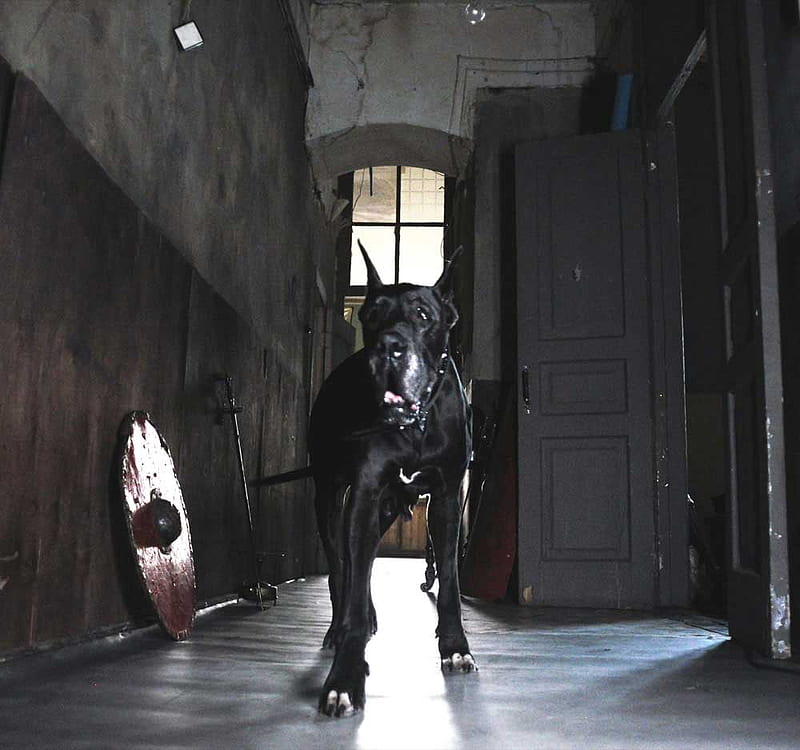 dangerous, black, hall, danger, dog, HD wallpaper