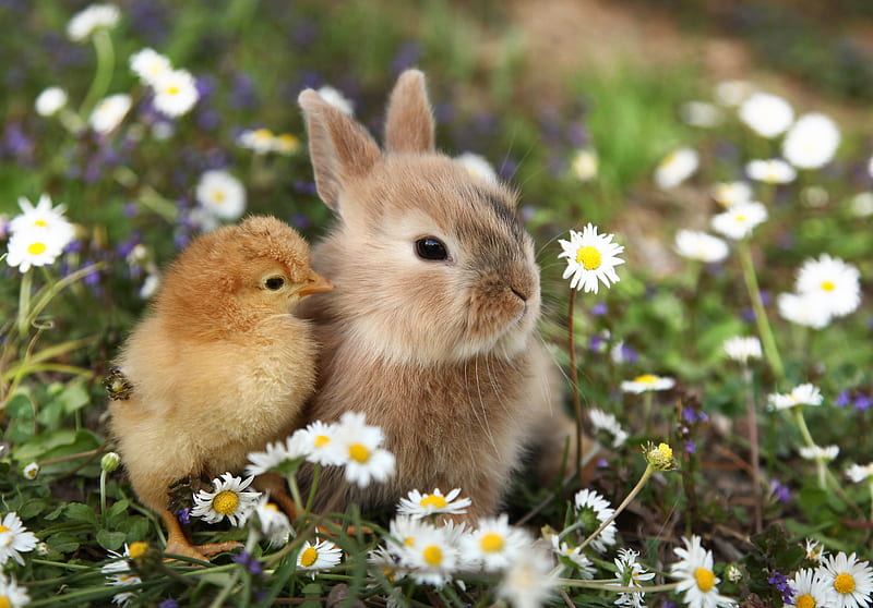 Spring Friends, circle, brown, ears, yellow, soft, adorable, tan, baby, bunny rabbit, round, cute, baby chick, young, green, flowers, white, 4471x3256, HD wallpaper