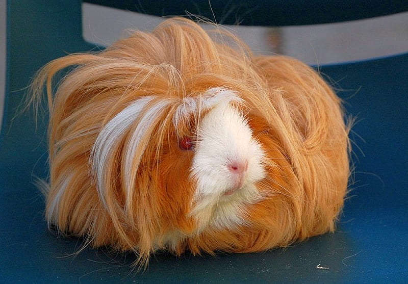 Hairy Guinea Pig, guinea pig, cute, hairy, HD wallpaper
