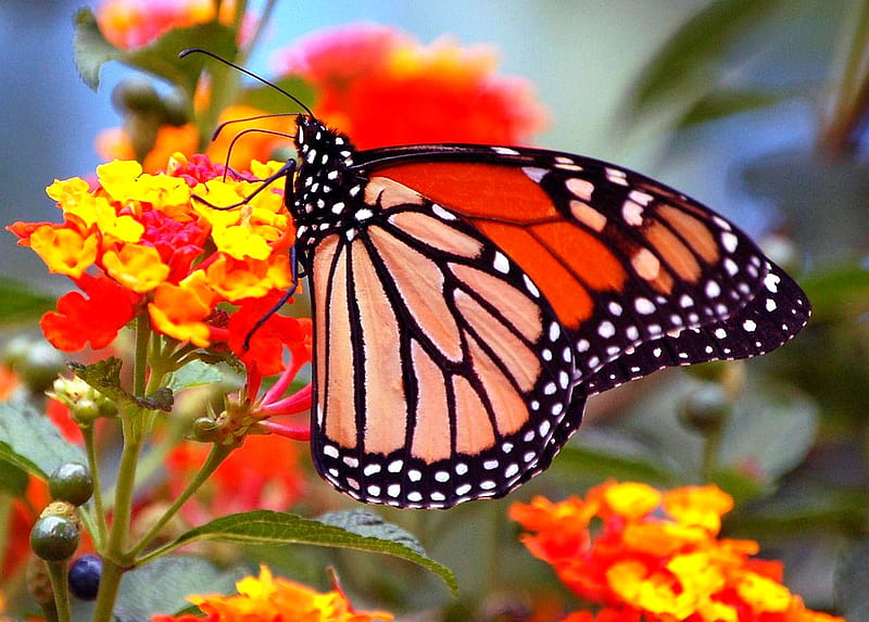 Butterfly on Flowers, flowers, bonito, butterfly, HD wallpaper Butterfly on Flowers, flowers, bonito, butterfly, HD wallpaper