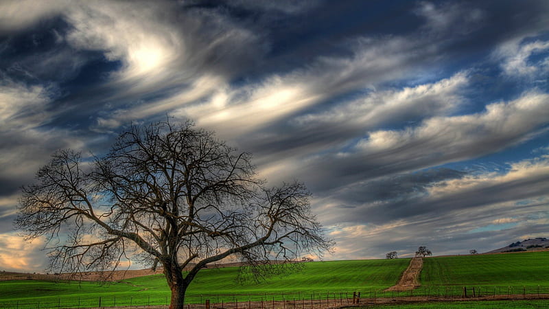 gorgeous sky over green fields, fence, tree, fields, road, clouds, sky, HD wallpaper
