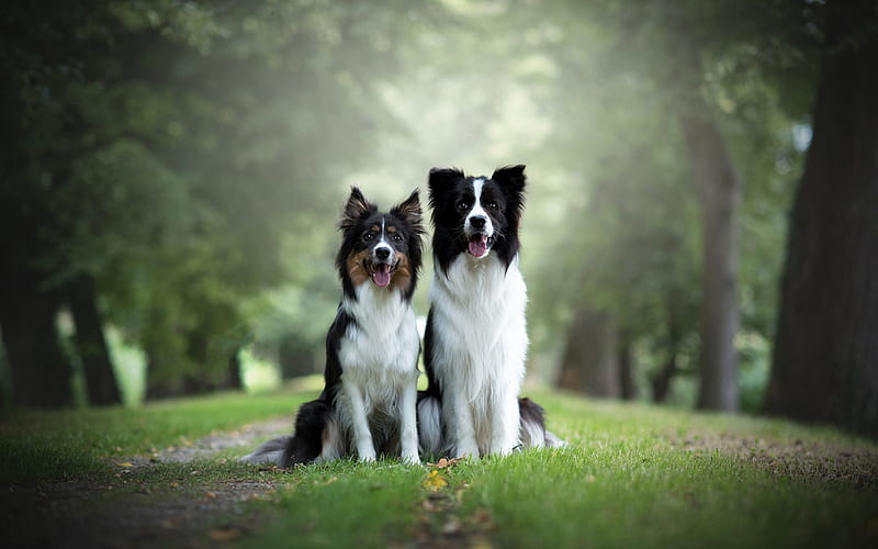 Border Collie, couple, black and white cute dogs, pets, fluffy dogs, park, forest, HD wallpaper