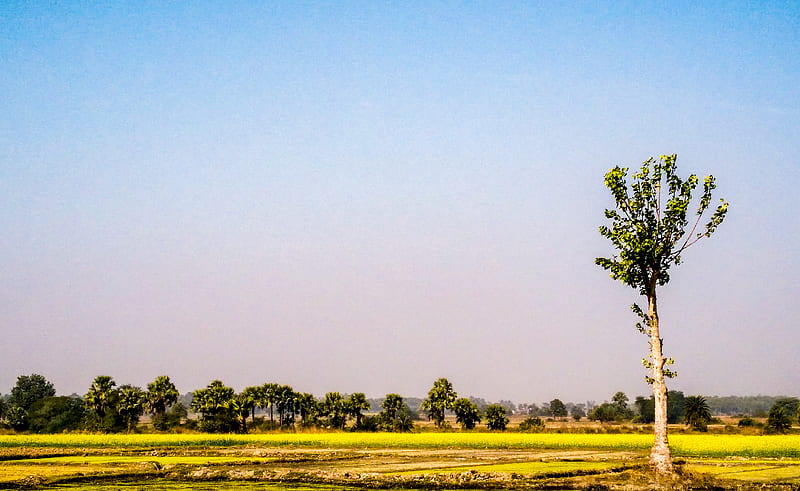 Tree, agriculture, sky, sunlight, green, field, , plant, , paddy field, paddy, HD wallpaper