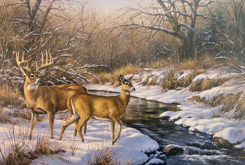 Buck And Doe, stream, doe, snow, buck, woods, winter, HD wallpaper