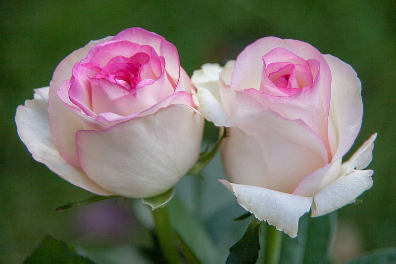 Pink Roses, Beauriful, Pink, Roses, Flowers, Nature, HD wallpaper