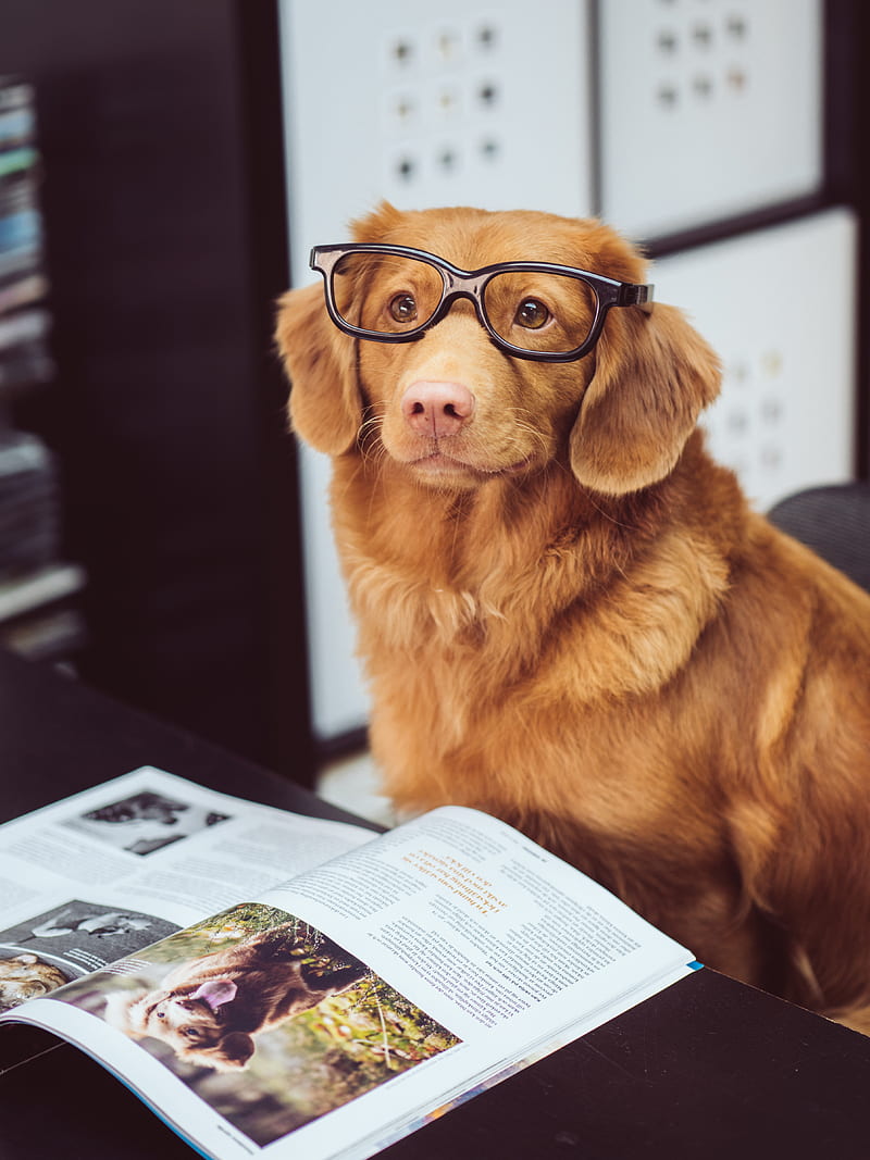 dog sitting in front of book, HD phone wallpaper