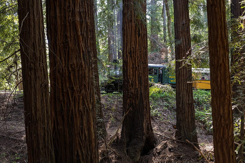 Things to Do: Santa Cruz Redwoods and Coast - Campspot Camp Guide, HD wallpaper