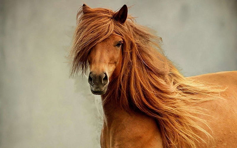 Beautiful boy, cavalo, nature, bonito, caballo, horse, animals, HD  wallpaper | Peakpx